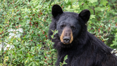 Black Bear