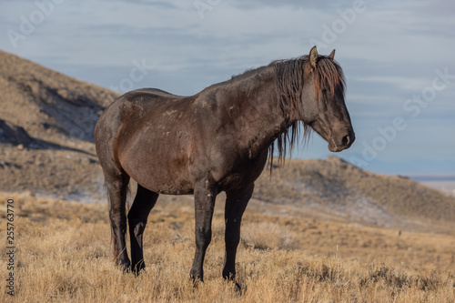 Majestic Wild Horse Stallion in the Utah Desert in Winter