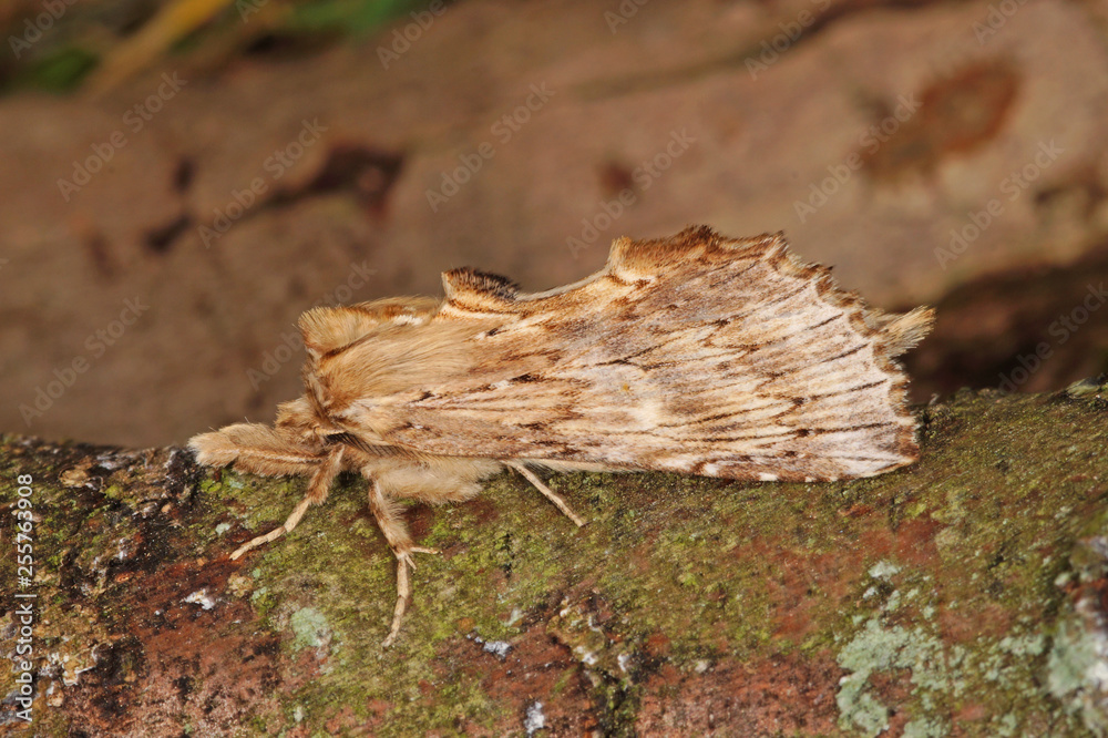 Pterostoma palpina (CLERCK, 1759) Palpen-Zahnspinner DE, RLP, Kröv, Mosel 24.05.2015 Pterostoma palpina (CLERCK, 1759) Palpen-Zahnspinner DE, RLP, Kröv, Mosel 24.05.2015