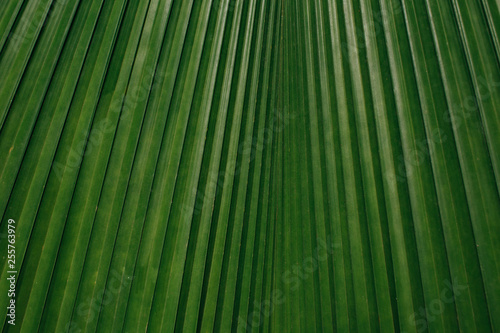 Closeup textured background of exotic green leaf with stripes