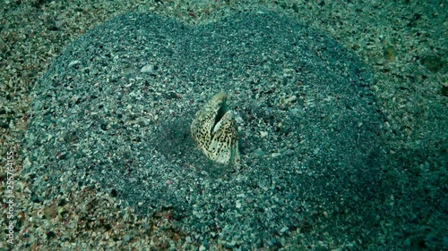 Burrowing snake eel (Pisodonophis cancrivoris), Fish head sticking out of the sand, burrowing fish photo