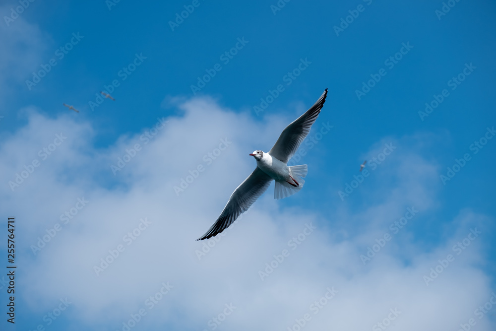 Single seagull flying in a sky as a background