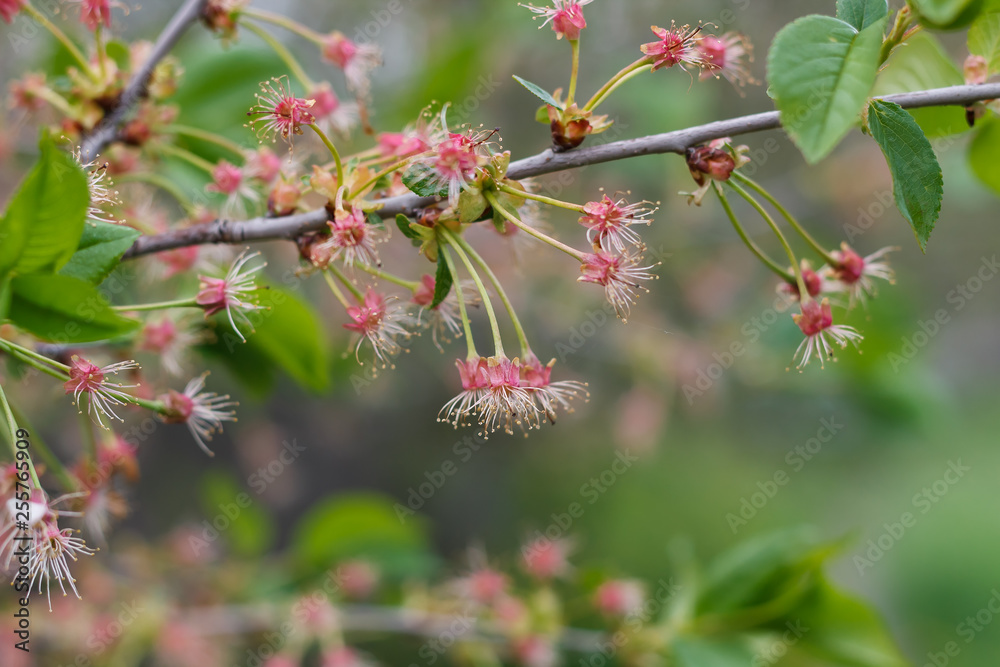 cherry blossomed without berries soon autumn cloudy day green leaves nature cherry blossomed without berries soon autumn cloudy day green leaves nature