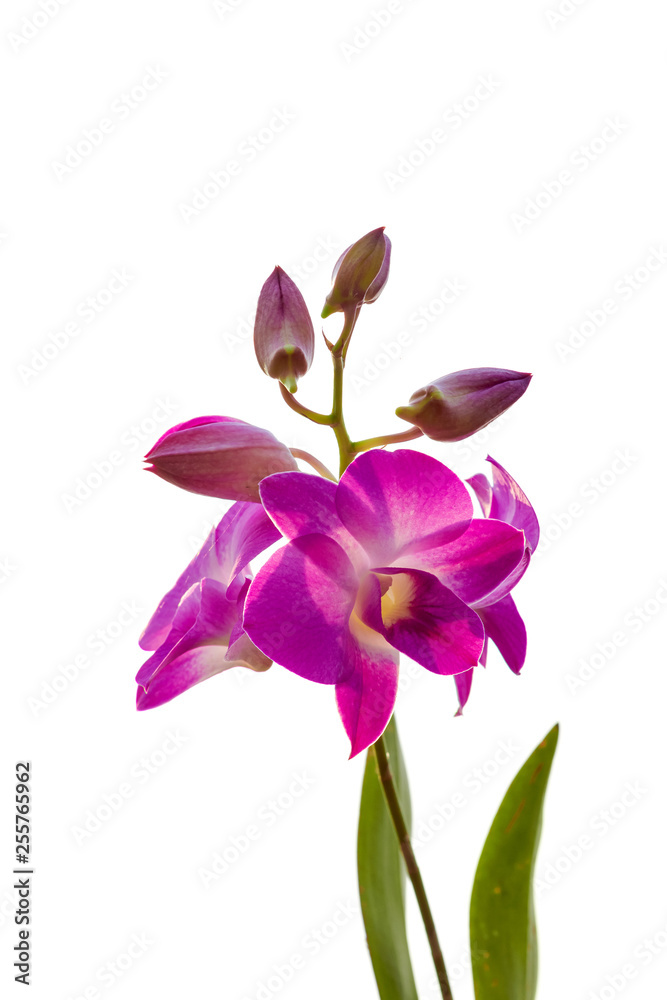 Beautiful pink orchid fresh on white background