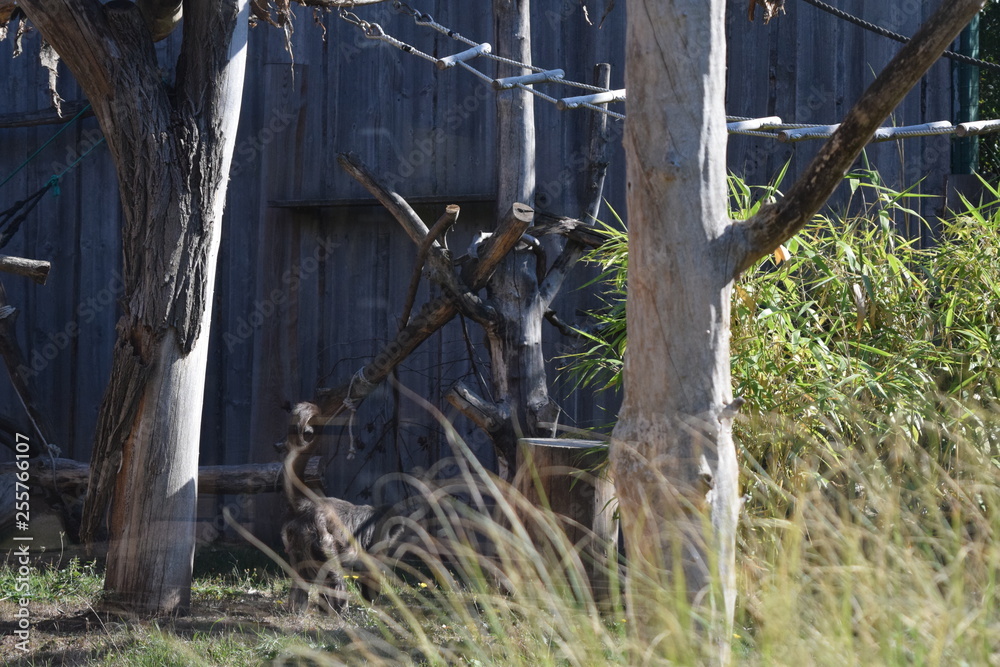 Naklejka premium Affe 5