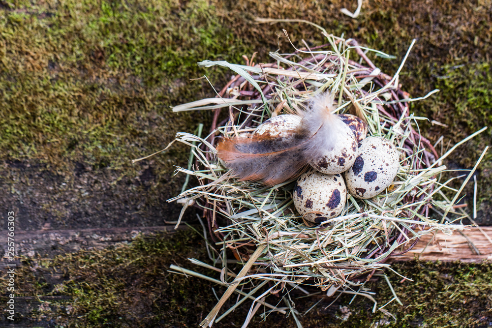 Happy Easter. Congratulatory easter decoration. Easter Eggs in nest. Happy Easter. Congratulatory easter decoration. Easter Eggs in nest.
