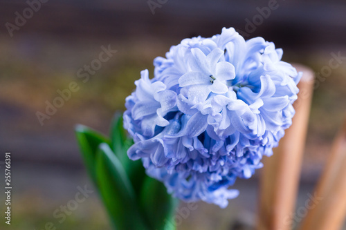 blue hyacinth Hyacintus orientalis in flowerpot. Wooden background photo