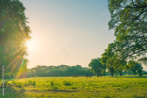 Fototapeta Naklejka Na Ścianę i Meble -  The herd of horses is eating grass in the pasture before sunset.