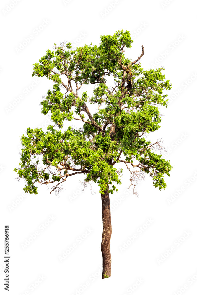 Isolated tree on white background Isolated tree on white background