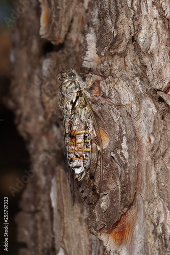 Cicada orni Linnaeus, 1758 Cicada orni, Singzikade FR, Provence, Saint-Rémy-de-Provence 01.07.2015