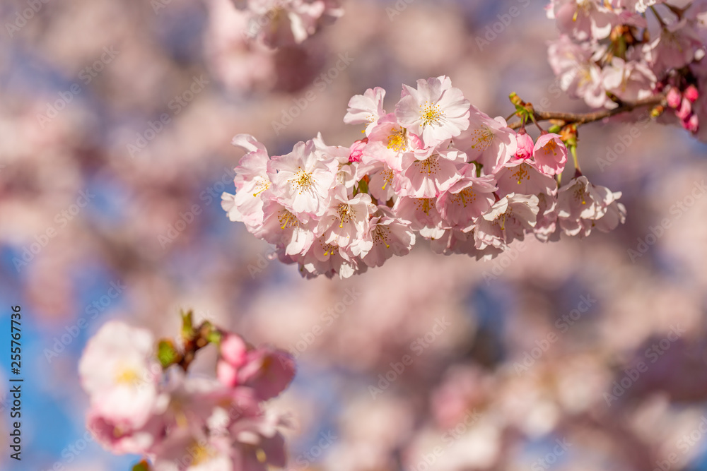 Blooming cherry tree in springtime. Beautiful spring pink flowers in a park. Nature wallpaper background with blossoming Sakura. Selective focus. Game of color. Copy space. Blooming cherry tree in springtime. Beautiful spring pink flowers in a park. Nature wallpaper background with blossoming Sakura. Selective focus. Game of color. Copy space.