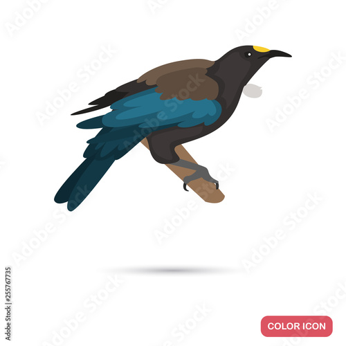New Zeland tui bird color flat icon for web and mobile design