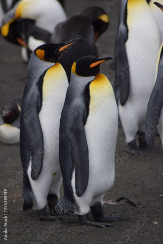 royal penguin to Crozet in southern island