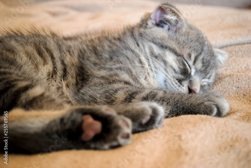  Little scottish fold kitten sleeping on the bed