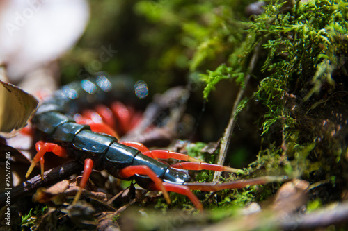 chilopoda insect with red legs in rainforest in malaysia