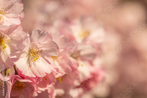 Blooming cherry tree in springtime. Beautiful spring pink flowers in a park. Nature wallpaper background with blossoming Sakura. Soft focus. Game of color. Closeup. Copy space.