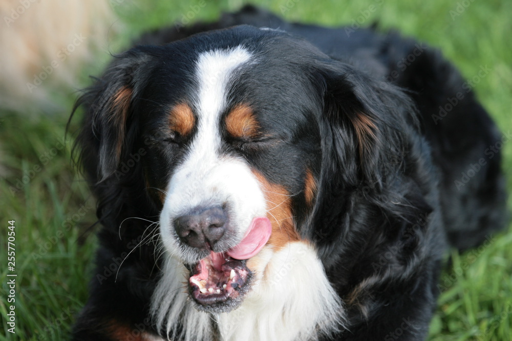 Berner Sennenhund leckt sich das Maul