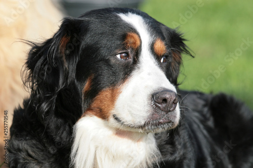 Portrait eines Berner Sennenhundes