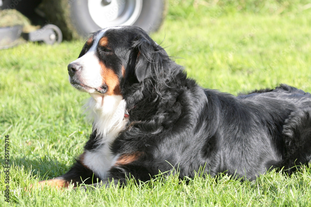 Berner Sennenhund