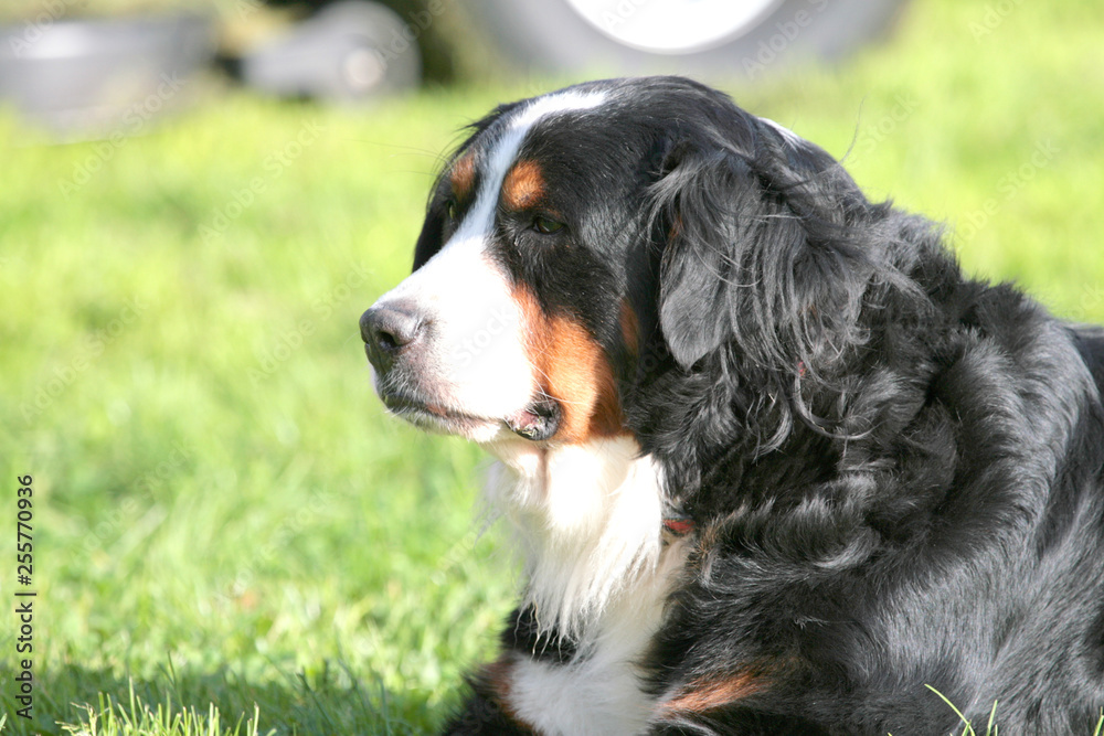 Berner Sennenhund liegt auf dem Rasen