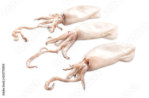 Three young baby squid