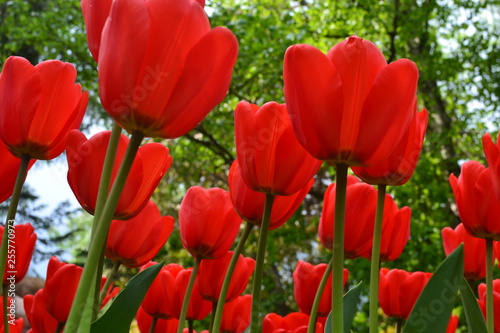 red tulips in the garden