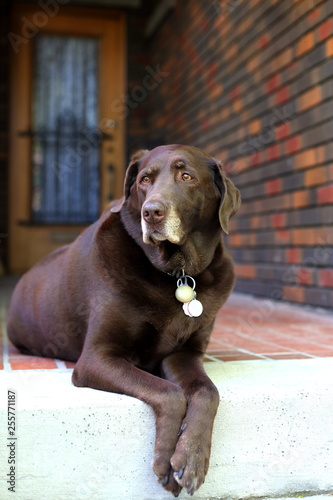 Vertical view of aging chocolate labrador retriever lying down on porch guarding its home