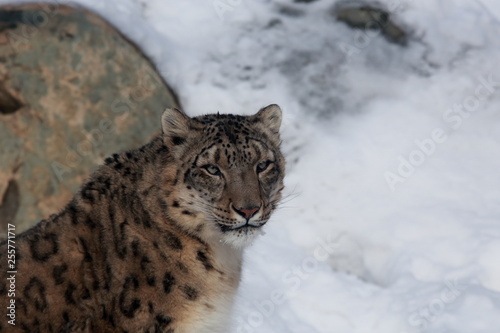 Closeup of snow leopard against snow and green boulder background