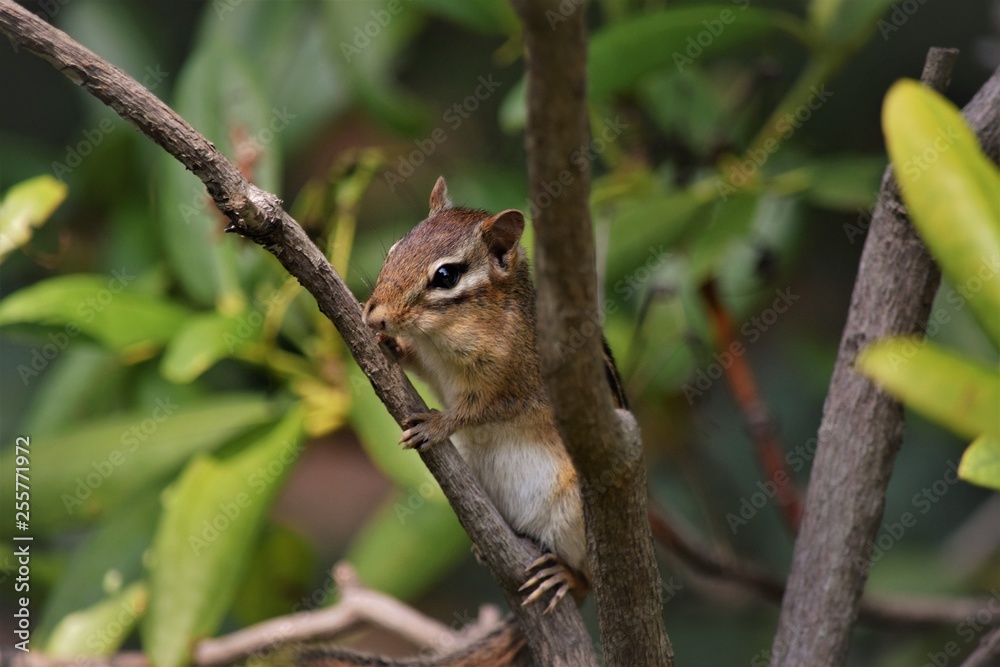 Chipmunk on tree Chipmunk on tree