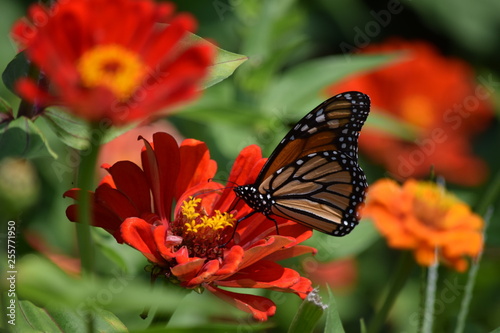 butterfly on a flower © MRoseboom