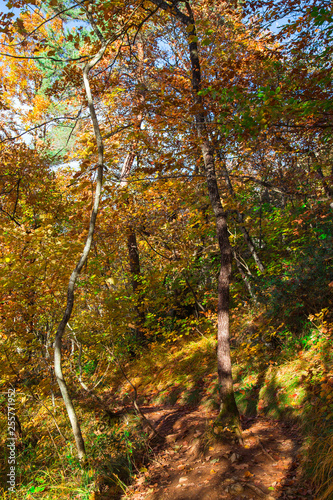 Forêt d'automne