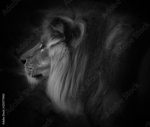 Fototapeta Naklejka Na Ścianę i Meble -  Portrait of a gorgeous Male Lion against black background