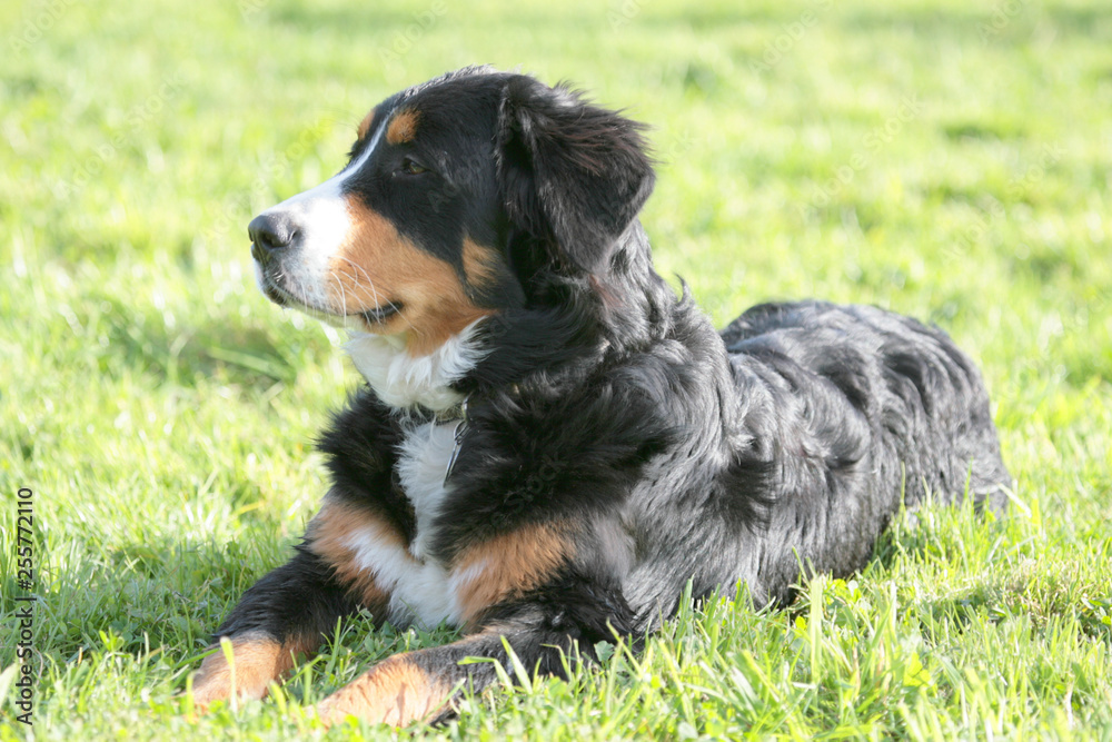 Junger Berner Sennenhund liegt auf einer Wiese Junger Berner Sennenhund liegt auf einer Wiese
