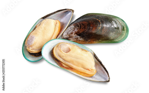 Two raw New Zealand mussels