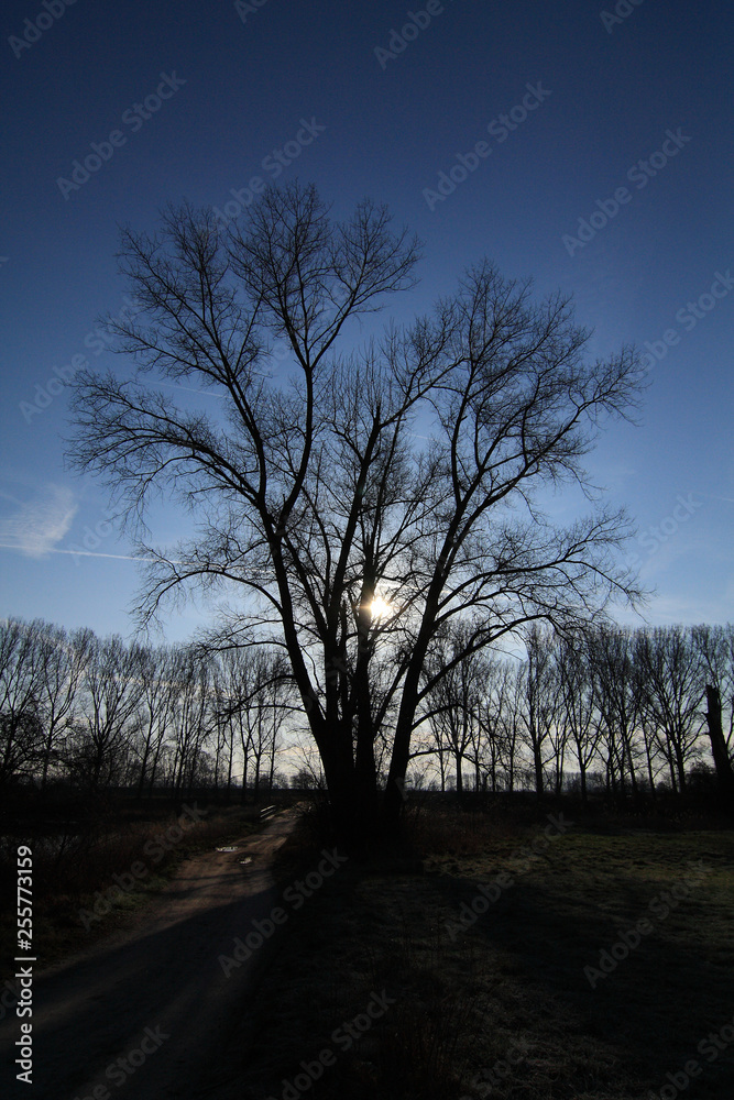 Baum im Sonnenaufgang