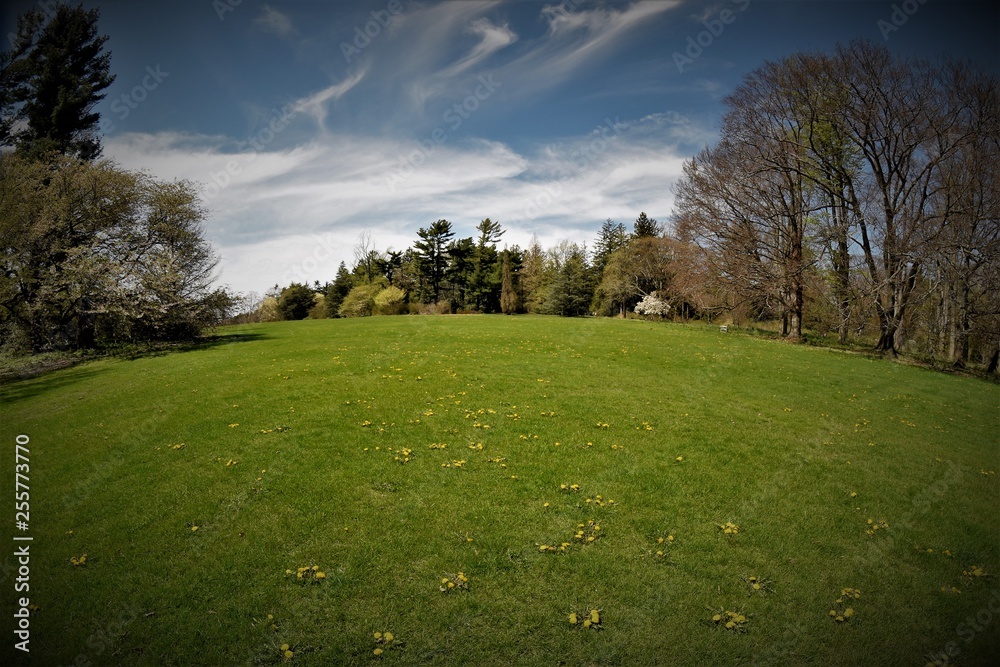 Obraz premium landscape with trees and blue sky