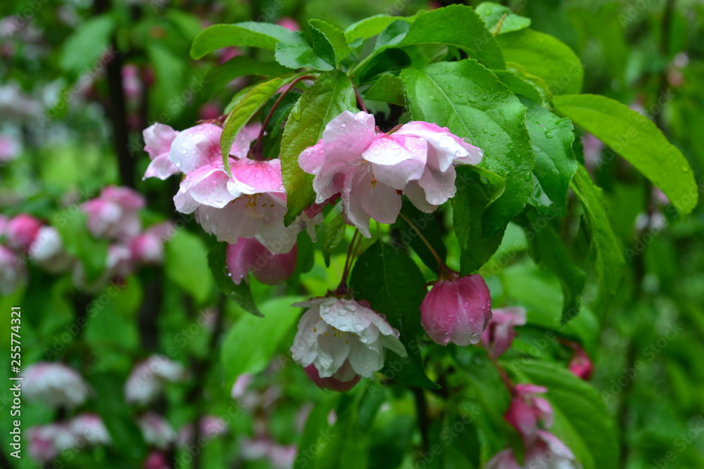 pink flowers in the garden