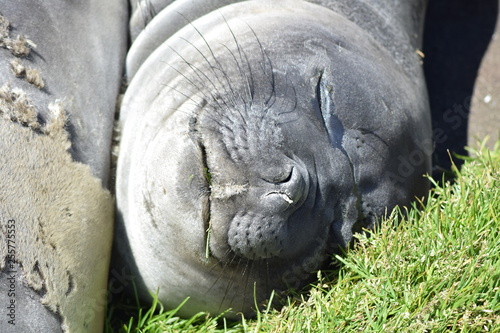 elephant seal southern island