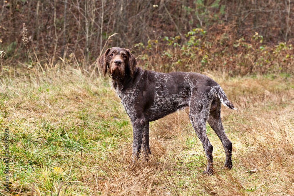 Dog breed Drathaar German Wirehaired  pointer stands on the edge of the autumn forest