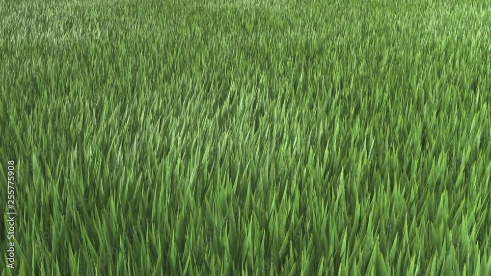 Windy Grass. 3D Animation. Seamless loop. Windy Grass. 3D Animation. Seamless loop.