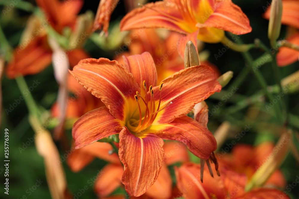 orange lily in the garden orange lily in the garden