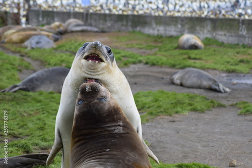 elephant seal crozet southern island antartica