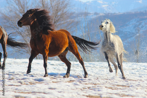 horses of different colors gallop in the mountains, one horse chases other horses, horses in nature in winter