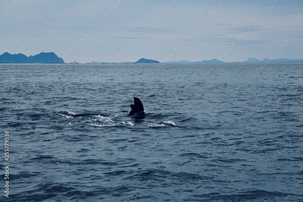 Obraz premium Norway Orka