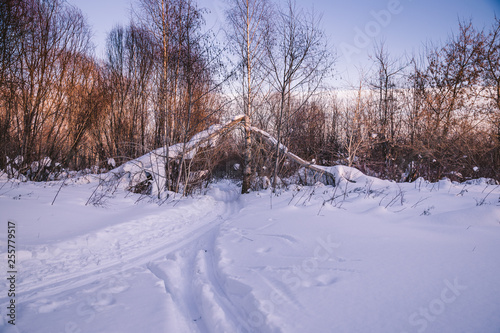 ski run passes through fallen trees © Dmitrii