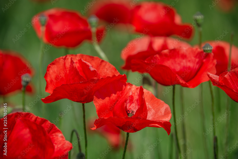 Spring spirit at red field of poppies and beautiful nature, countryside, closeup Spring spirit at red field of poppies and beautiful nature, countryside, closeup