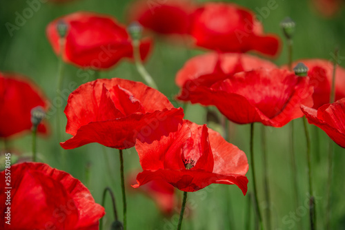 Spring spirit at red field of poppies and beautiful nature, countryside, closeup