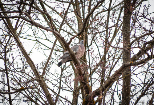 Dove is wild, in spring sits on a tree branch close and cooing