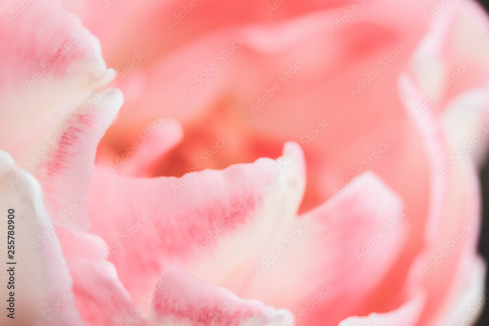 Close-up of pastel colored pink double petalled tulip with selective focus