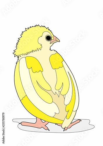 Big bird back